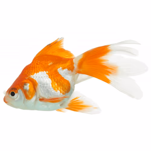 Item #87273550240848838010354843308923520278234671077774032985354777553836093472769 Media