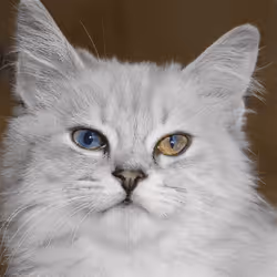 106393158711752592444527764053332067386103257112262188176365269795979709644801