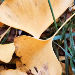 ginkgo leaves