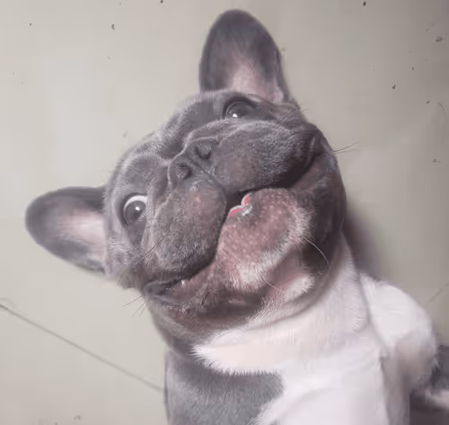 Item #32237202173720727343948986965561335091197107318394763909165930973710329577473 Media