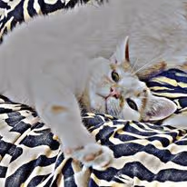 Item #56426290564267106691377508710148241493940243654348747638669587221694379982857 Media