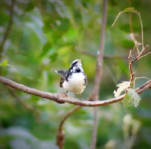 Item #73038095633252803399903762573392179492795608367001791011132003591151014641665 Media