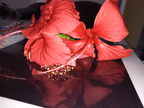 Item #72507156738189358565204050492500436138872138688860936196309587932818152882177 Media