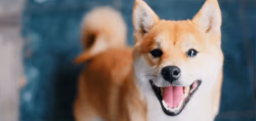 Item #100398686344051170316318918229890605531228896854932513332682364495430061916161 Media