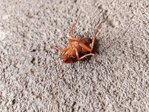 Item #103207922690191299033011497025102770297139918684227212586850432577374613667841 Media