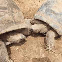 Seychelles big tortoises