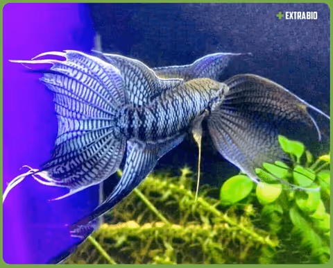 Item #81032937518726781130427896739408939347327063862450356405897967519431896596481 Media