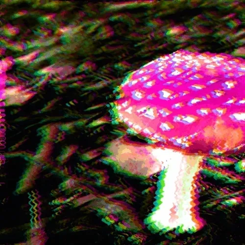 The Candy