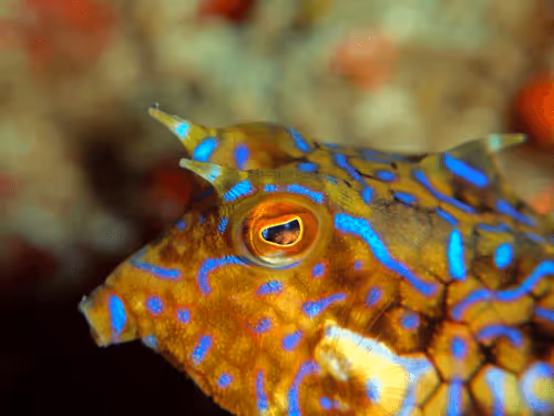 Untitled Collection #67962529