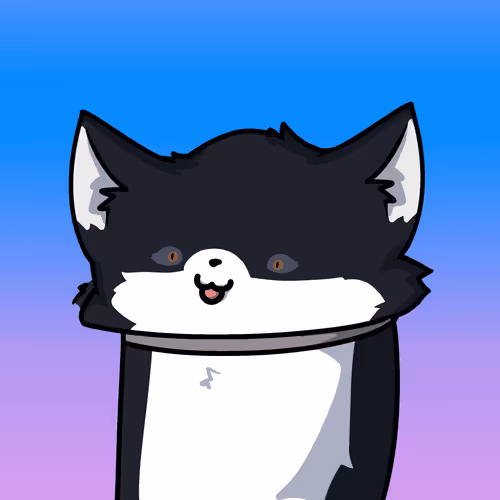 Black-White cat