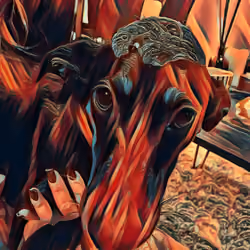 The Flying Ears #15