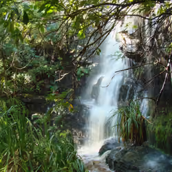 Lush and Beautiful