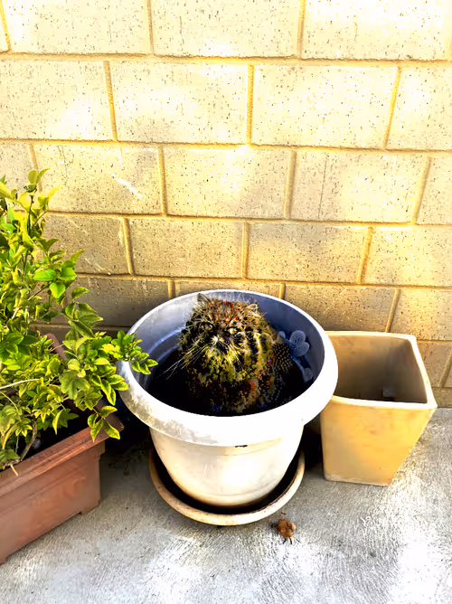 Item #77582181923166297964968745967490325525715343350646073580925394275257318113281 Media