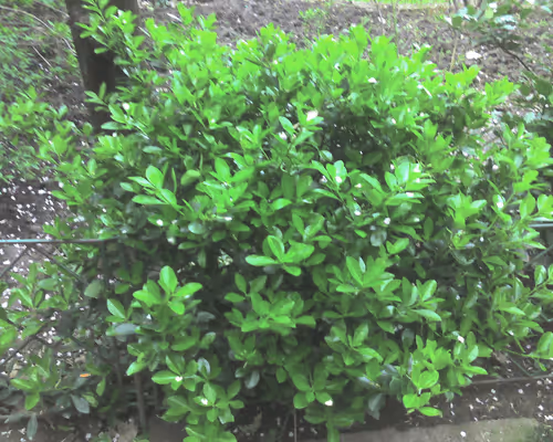 Item #41983459946325006344850038724007157971914249844141491949312560041286208323585 Media