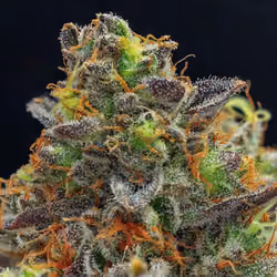Weed Bud #2