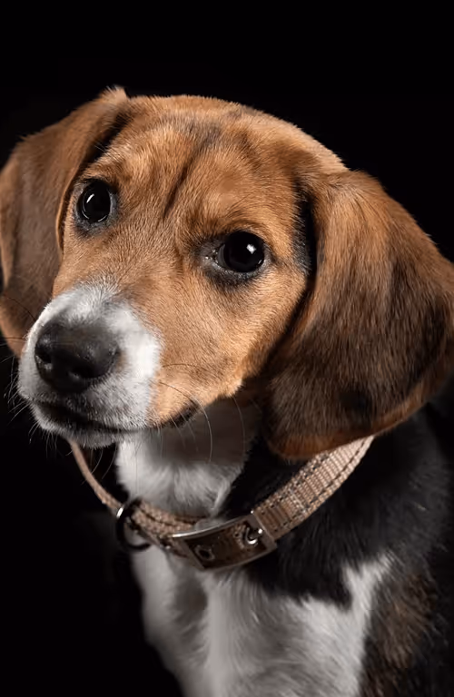 Item #104496985584808197411299000803927756186977529206466580863662693465192281407498 Media