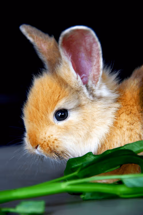 Item #66287107933414317534982190066107327807963903563540774280285349302218025598977 Media