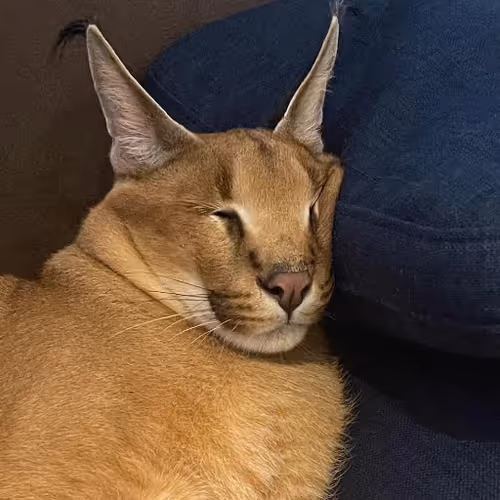 Item #85650510750019941535739105473061646298981630802236390331089999055582459330561 Media