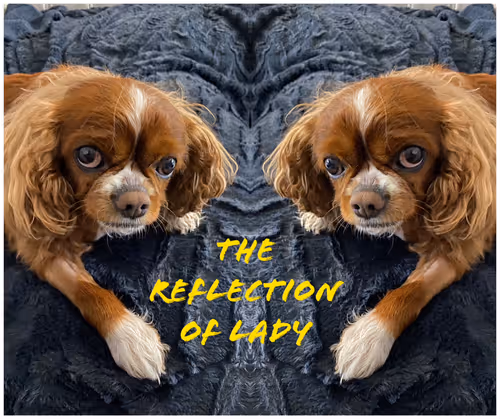 Untitled Collection #255134080