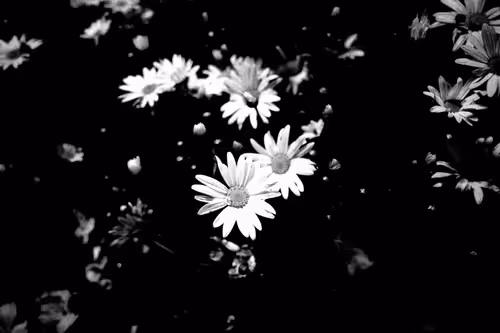 Item #40924867704625931810810432918766781072375131540904661553211691917368107204609 Media