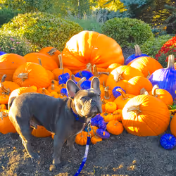 99031261785432219130552668818269695456905868997165113515571762497372114911233