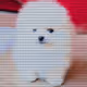 44597182911419889439458041299033739989698646302884456387652712448379307687937