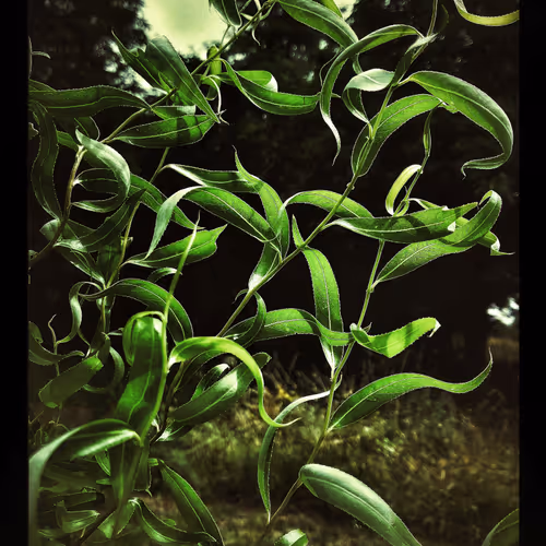 3787080761074609709675817509753112159059746763483256848434353812883105644545