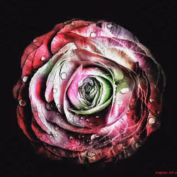 Rose #15
