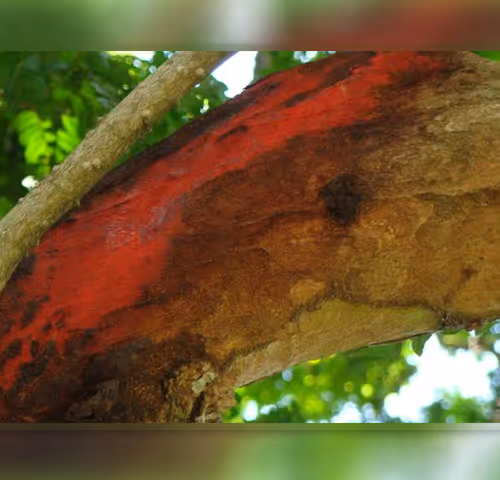 Chryptozone Collection