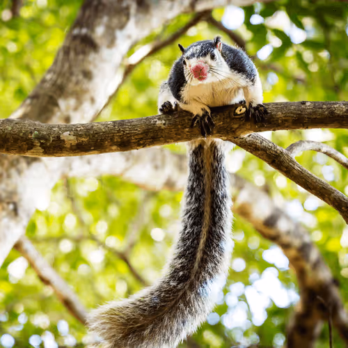 Item #10009359903282094537398543197541078073067770590855434614987939422581825732618 Media