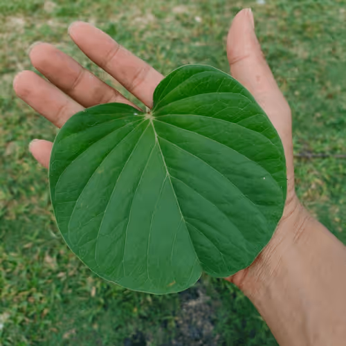 Item #31081804352330578596568685091517160537930858517835942894700269965823476498433 Media