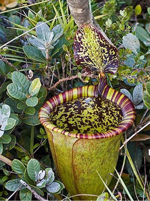 Item #111133222946557218225169832732539254882025415723090848839949307978293186659304 Media