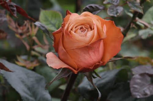 Item #68327891815088974381680309106564733444446266155657330601700582182065134370817 Media