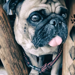 Innocent pug