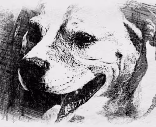 Item #23143313246472061328071561115701105421589606567298838424350448113753197117441 Media