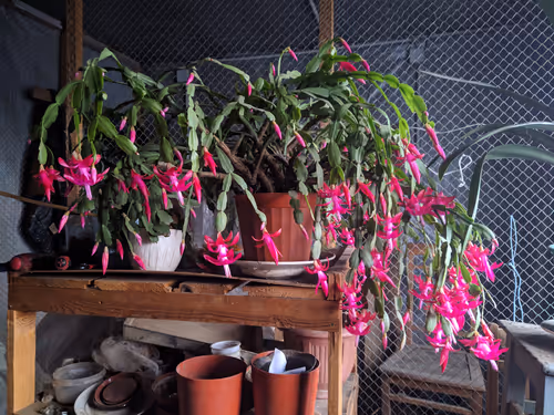 Item #41983459946325006344850038724007157971914249844141491949312563681769207889921 Media