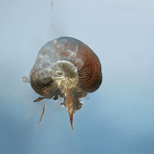 Item #4750064852715738149564930854294668621974194112560083604087540882077126754305 Media