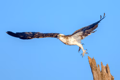 Item #61684684013370051227163866082320023750896296023852719411798081129220963041330 Media