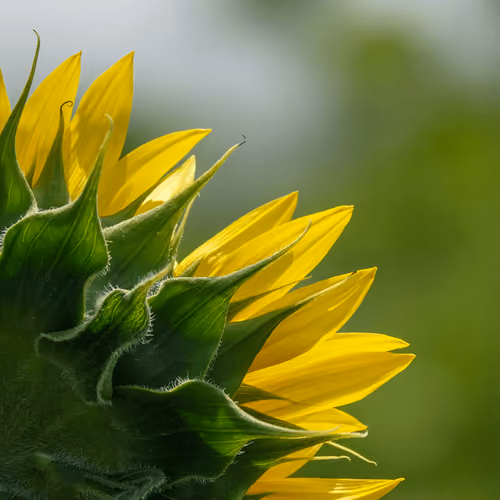 Flowers #46