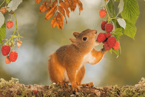 Item #41723246610632705543282218396403645401617984070439185990108432282109341597701 Media