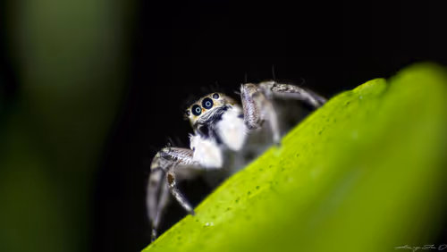 Item #71581581597643149467168648258107612895954652737946138187853336691030213263361 Media