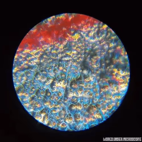 Item #50009736146905251567227076692856927428894740490289753136015986061251847389185 Media