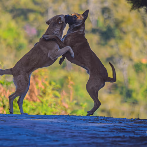 Item #82703379263998068846486745750328891097903441878353275180634357251263204163585 Media