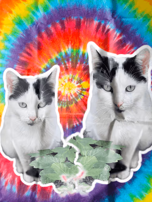 Item #102650025238985064889532626323507420633017859616961165632132730458679059415041 Media