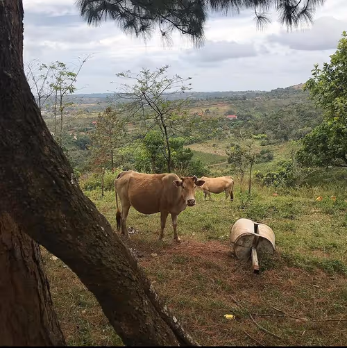 Item #3472775579513929193738294741119448134718981687313698602877200361846382526465 Media