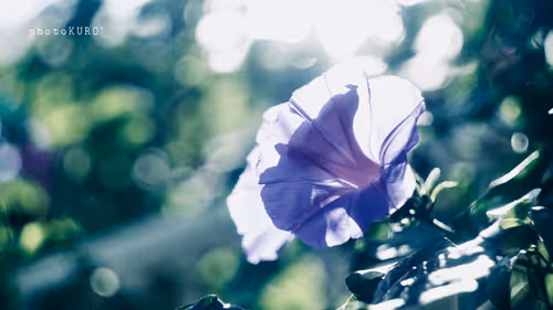 Morning Glory