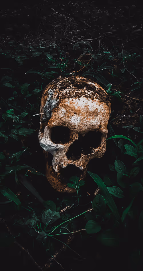 Item #25616082582926581849828542289953210650844898071757148195180127651852007243777 Media