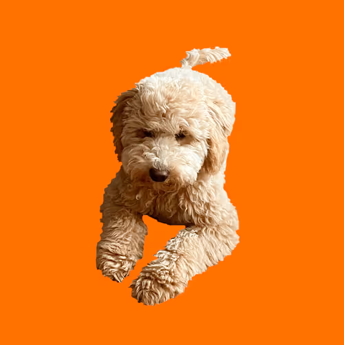 Item #71188718157521890056217826245416464690012970148001039644603136680905668558858 Media