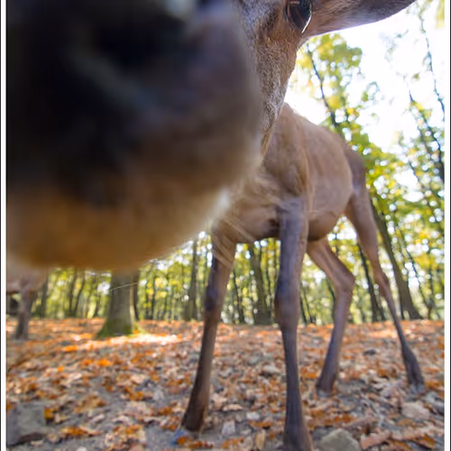 Nature Photographer 177169894