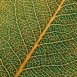 art in nature detail